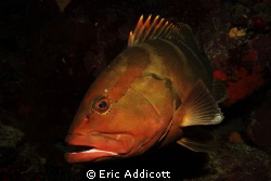 Nassau Grouper at Fish Den, Roatan, Honduras, Sony RX100. by Eric Addicott 